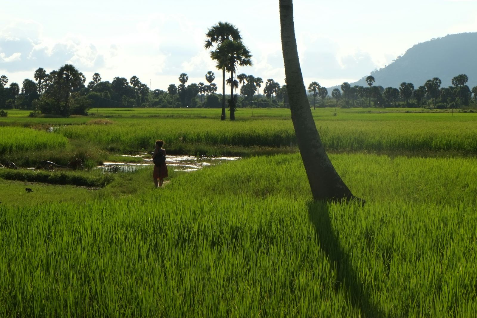 A Cambodia’s rice field in green season (Photo by Unsplash)