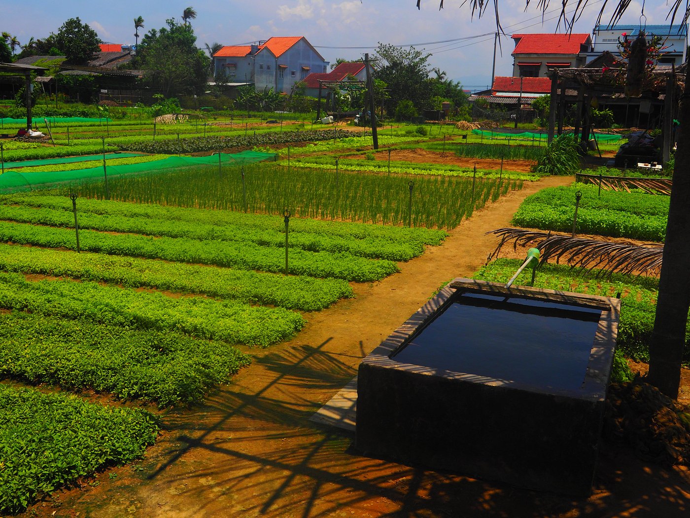 Tra Que Organic Vegetable Village for plants growing activities in Vietnam (Photo by JorgeColuna/Tripadvisor)